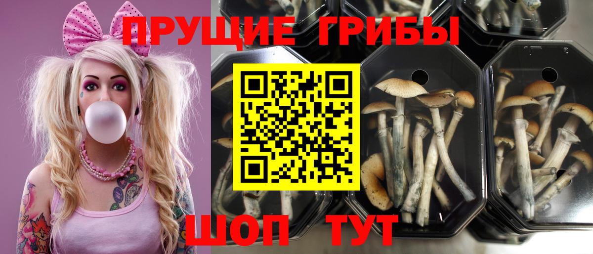 Галлюциногенные грибы Psilocybine cubensis Новоалтайск